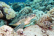 Picture 'Palau1_1_00194 Turtle, Palau'